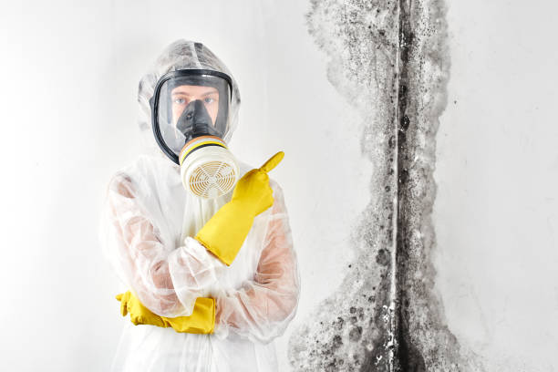 Best Commercial Mold Inspection in Lathrop, CA