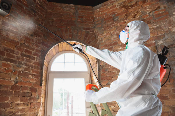 Reliable Lathrop, CA Mold Removal Solutions